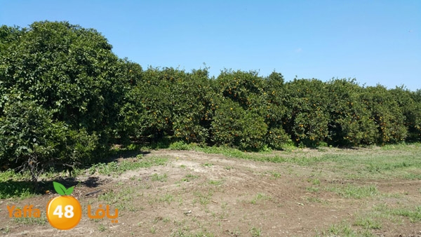 roben tabee3ar (12).JPG